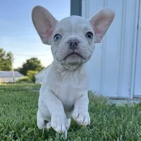 Biscuit, a male French Bulldog for sale in Centralia, KS – 6 of 10