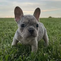 Pebbles, a female French Bulldog for sale in Centralia, KS – 4 of 6