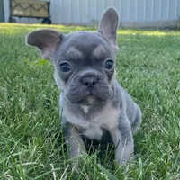 Bella, a female French Bulldog for sale in Centralia, KS – 2 of 7