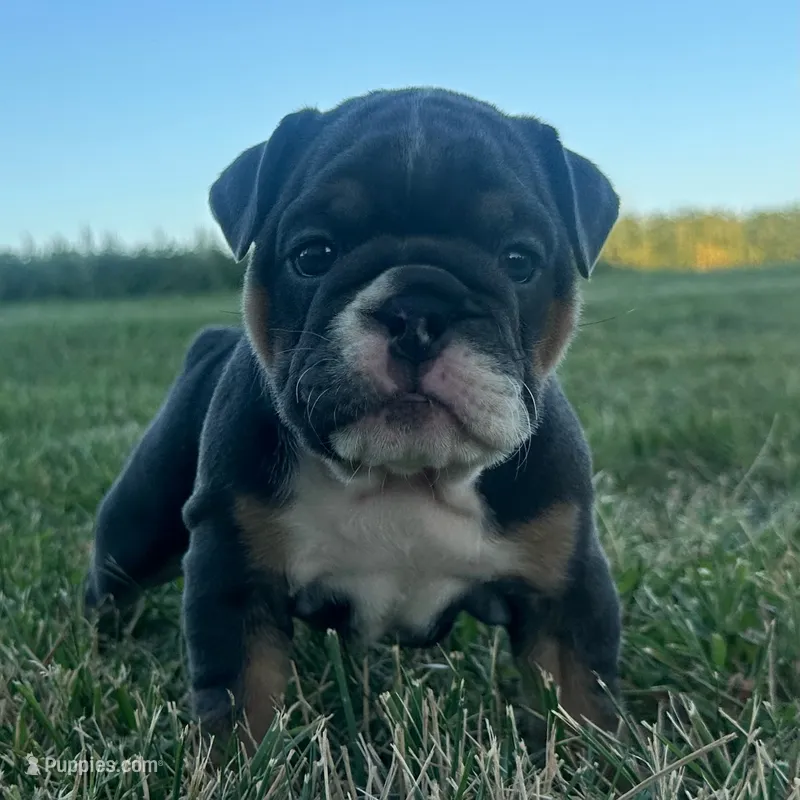 DAISY 79 – English Bulldog puppy for sale in Centralia, KS