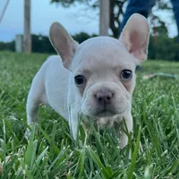 Maisie, a female French Bulldog for sale in Centralia, KS – 4 of 6