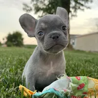 Frankie, a female French Bulldog for sale in Centralia, KS – 3 of 5