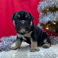 TIGGER, a male English Bulldog for sale in Centralia, KS – Photo 3 of 4