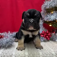 TIGGER, a male English Bulldog for sale in Centralia, KS – Photo 4 of 4