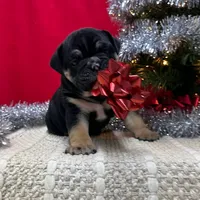 TIGGER, a male English Bulldog for sale in Centralia, KS – Photo 1 of 4