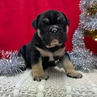 TIGGER, a male English Bulldog for sale in Centralia, KS – Photo 2 of 4