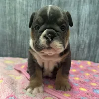 DAISY 79, a female English Bulldog for sale in Centralia, KS – 3 of 3