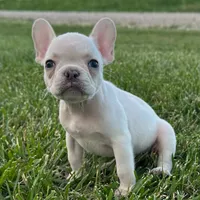 Phoebe, a female French Bulldog for sale in Centralia, KS – 5 of 6