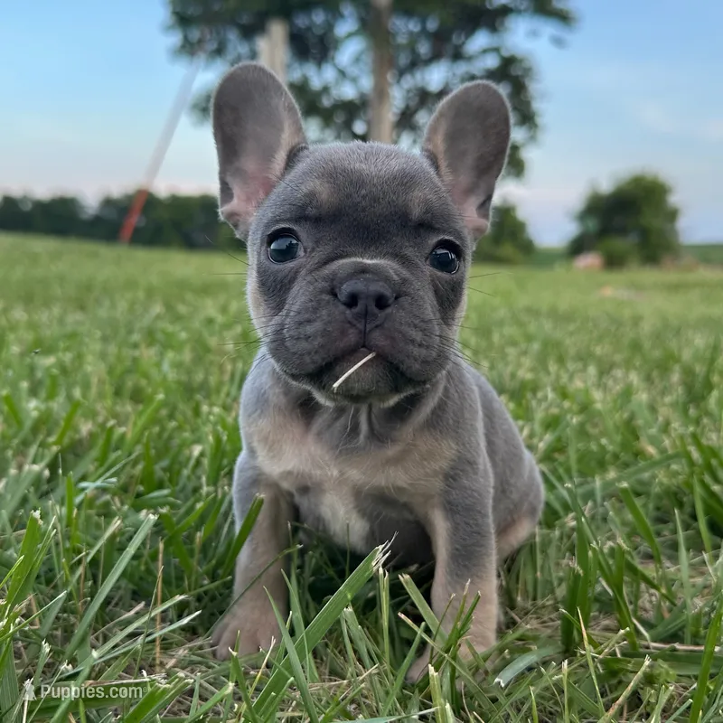 Chip – French Bulldog puppy for sale in Centralia, KS