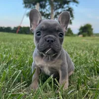 Chip, a female French Bulldog for sale in Centralia, KS – 1 of 7