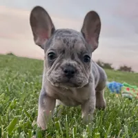 Maverick, a female French Bulldog for sale in Centralia, KS – 1 of 5