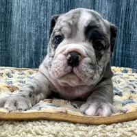Gus, a male English Bulldog for sale in Centralia, KS – 2 of 4
