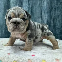 Zoey, a female English Bulldog for sale in Centralia, KS – 3 of 4