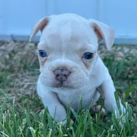 Biscuit, a male French Bulldog for sale in Centralia, KS – 3 of 3