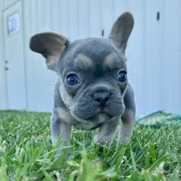 Bella, a female French Bulldog for sale in Centralia, KS – 3 of 7