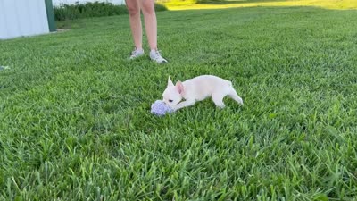 Maisie, a female French Bulldog for sale in Centralia, KS – 9 of 9