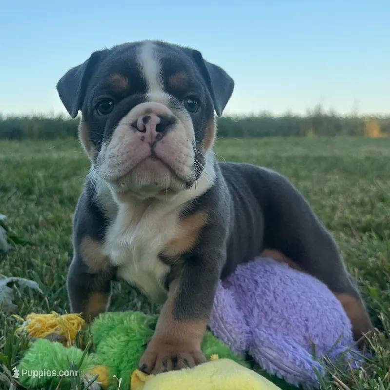 Diesel – English Bulldog puppy for sale in Centralia, KS