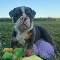 Diesel, a male English Bulldog for sale in Centralia, KS – 1 of 6