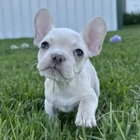 Maisie, a female French Bulldog for sale in Centralia, KS – 5 of 9