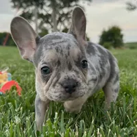 Maverick, a female French Bulldog for sale in Centralia, KS – 4 of 5