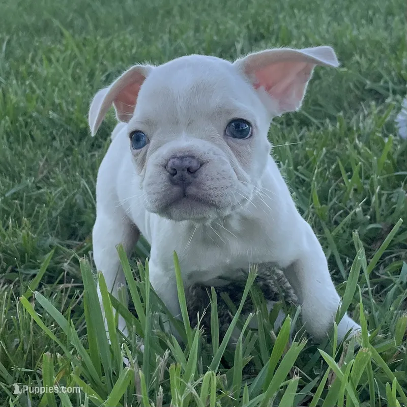 Biscuit – French Bulldog puppy for sale in Centralia, KS