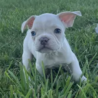 Biscuit, a male French Bulldog for sale in Centralia, KS – 8 of 10