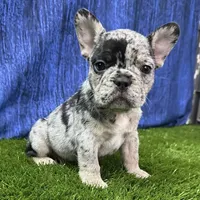 Jack, a male French Bulldog for sale in Centralia, KS – Photo 3 of 4