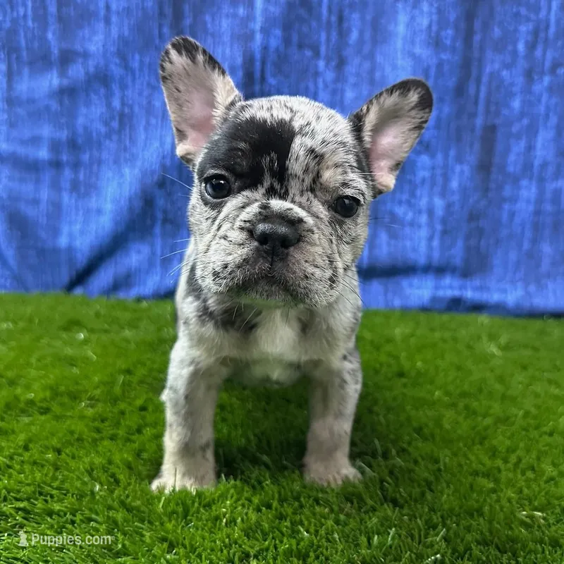 Jack, a male French Bulldog for sale in Centralia, KS – Photo 1 of 4