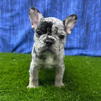 Jack, a male French Bulldog for sale in Centralia, KS – Photo 1 of 4