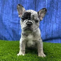 Jack, a male French Bulldog for sale in Centralia, KS – Photo 2 of 4