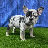 Jack, a male French Bulldog for sale in Centralia, KS – Photo 4 of 4