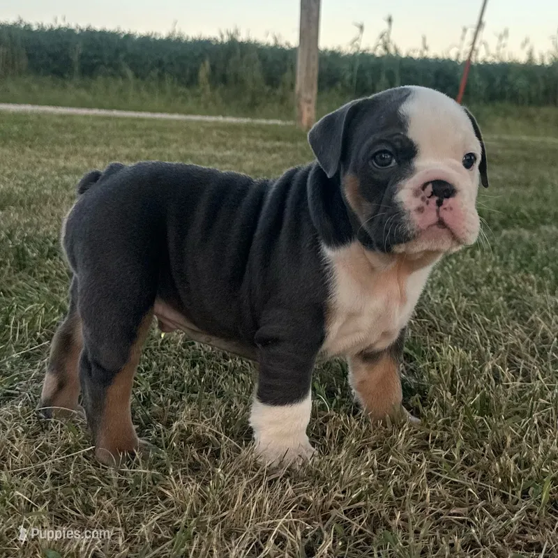 BRUTUS 77 – English Bulldog puppy for sale in Centralia, KS