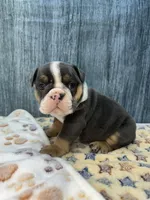 DIESEL 74, a male English Bulldog for sale in Centralia, KS – 3 of 3