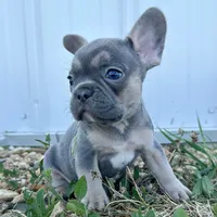 Bella, a female French Bulldog for sale in Centralia, KS – 6 of 7