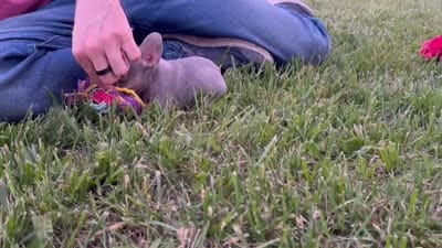 Frankie, a female French Bulldog for sale in Centralia, KS – 5 of 5