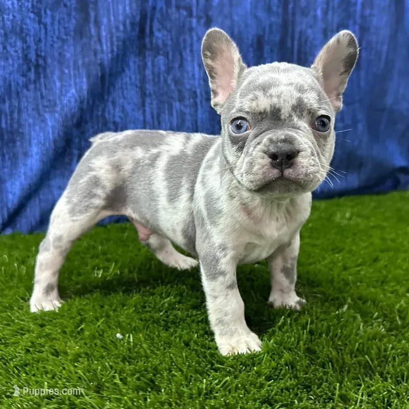 Milo, a male French Bulldog for sale in Centralia, KS – Photo 1 of 4