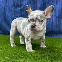Milo, a male French Bulldog for sale in Centralia, KS – Photo 4 of 4