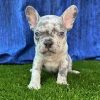 Milo, a male French Bulldog for sale in Centralia, KS – Photo 3 of 4