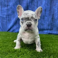 Milo, a male French Bulldog for sale in Centralia, KS – Photo 2 of 4