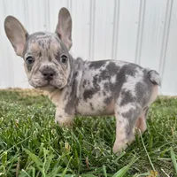 Maverick, a female French Bulldog for sale in Centralia, KS – 3 of 5