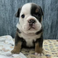 BRUNO 76, a male English Bulldog for sale in Centralia, KS – 2 of 3