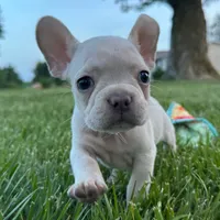 Maisie, a female French Bulldog for sale in Centralia, KS – 1 of 6