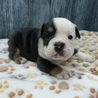 OTIS 78, a male English Bulldog for sale in Centralia, KS – 2 of 3