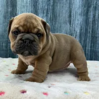 Roxy, a female English Bulldog for sale in Centralia, KS – 3 of 3