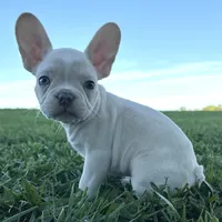 Biscuit, a male French Bulldog for sale in Centralia, KS – 3 of 10