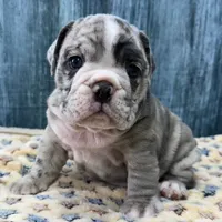 Gus, a male English Bulldog for sale in Centralia, KS – 1 of 4
