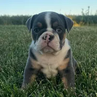 Diesel, a male English Bulldog for sale in Centralia, KS – 3 of 6