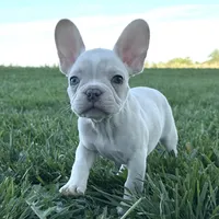 Biscuit, a male French Bulldog for sale in Centralia, KS – 2 of 10