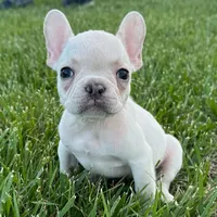 Phoebe, a female French Bulldog for sale in Centralia, KS – 3 of 6