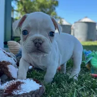 Biscuit, a male French Bulldog for sale in Centralia, KS – 2 of 3